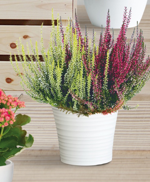 Jesienne inspiracje dla twojego domu Dom, LIFESTYLE - Nadchodzi okres deszczowych poranków i chłodnych wieczorów. Aby szare dni mniej nam doskwierały, nasz dom powinien być przytulnym schronieniem przed wszechogarniającą chandrą. W najnowszej ofercie tygodniowej Netto znajdziemy inspiracje, jak urządzić cztery kąty tej jesieni.