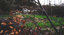 Jesienne przycinanie drzew i krzewów - 4 najważniejsze zasady Dom, LIFESTYLE - Wczesna jesień to ważny moment w kalendarzu każdego ogrodnika. Od jakości przeprowadzonych prac zależy bowiem późniejsza kondycja naszego ogrodu. Jedną z nich jest przycinanie drzew i krzewów.