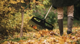 Sprzątamy liście z trawnika – jesienne porządki z Fiskars Dom, LIFESTYLE - Uprzątnięcie liści może być prawdziwym wyzwaniem, gdy w ogrodzie jest wiele drzew i krzewów. Z pomocą przychodzą specjalne grabie do liści. To niezbędnik każdego ogrodnika.